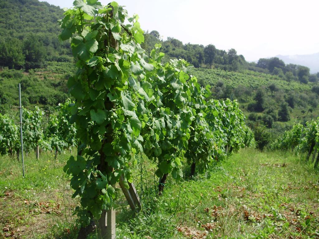 Tenuta Montelaura Forino Esterno foto