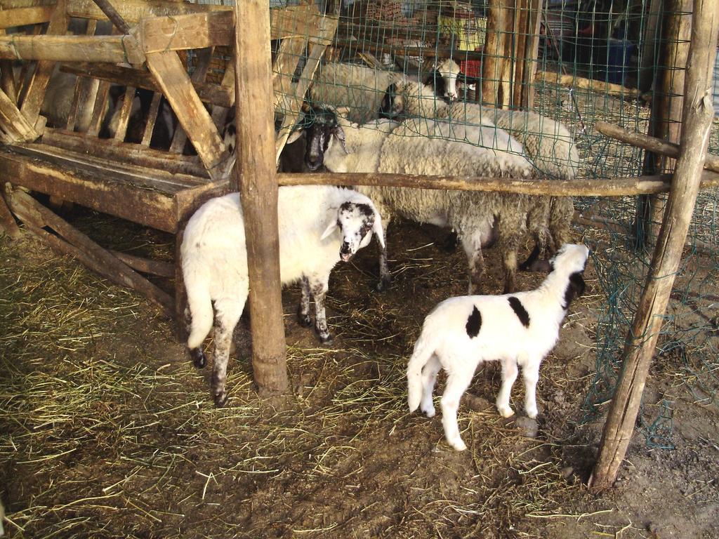 Tenuta Montelaura Forino Esterno foto