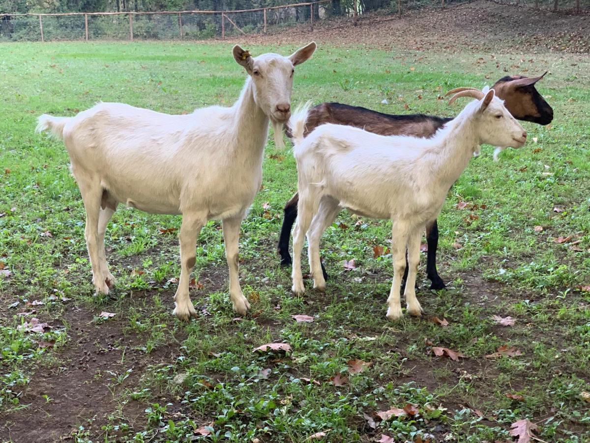 Tenuta Montelaura Forino Esterno foto